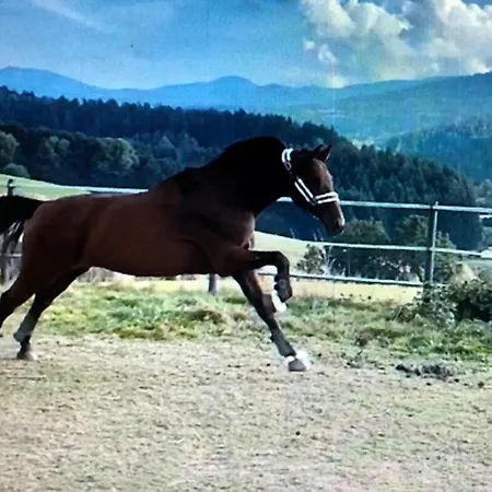 Woferlbauer Apartman *